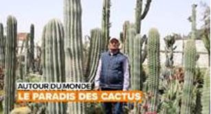 Un homme debout au milieu de cactus 
