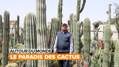 Capture d’un homme au milieu d’une ferme de cactus  