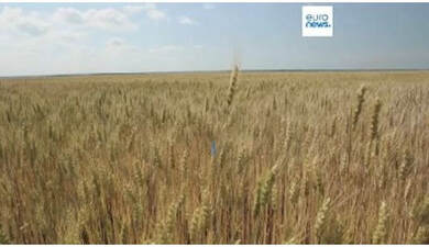 Un champ de céréales