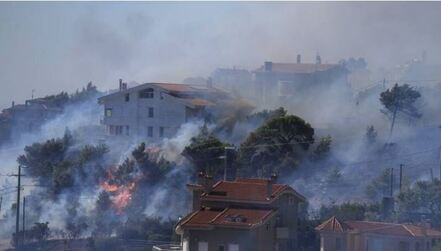 Des arbres consumés par le feu à Athènes
