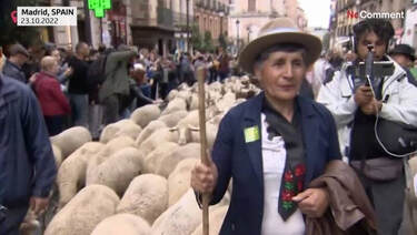 Des moutons circulant dans les rues de Madrid