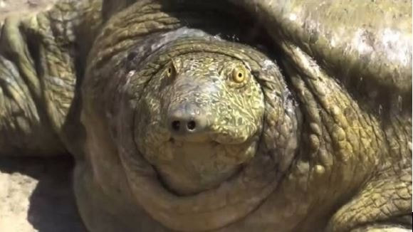 Une tortue retrouvée dans un champ en Turquie